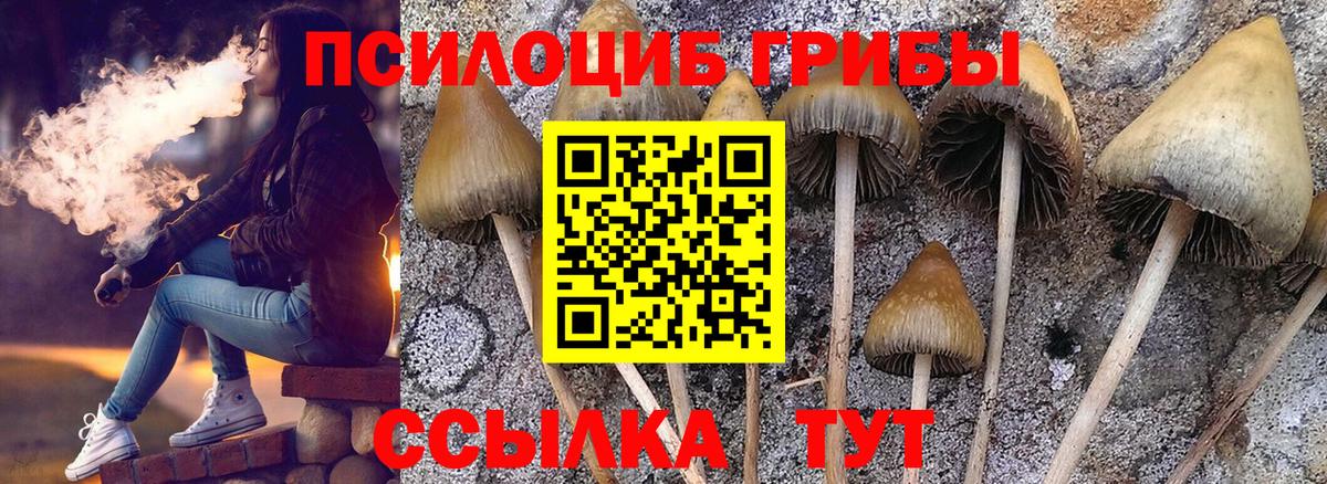 Псилоцибиновые грибы Psilocybe  где продают   Тулун  Вход с VPN 
